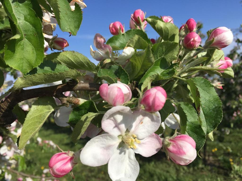 Fewo Blankenese Im Haus Luehegarten Gruenendeich Ngoại thất bức ảnh